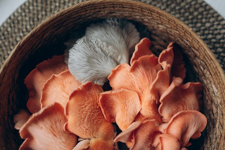 Rhodiola, Bacopa, Lion's Mane: Adaptogens Worth the Money?